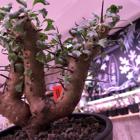 sarcocaulon   crassicaule《M  size》※冬型caudex‼︎  ※mad  black  pot植え　刺間が粗めなシンメトリーな balance株‼︎　店主管理３年株