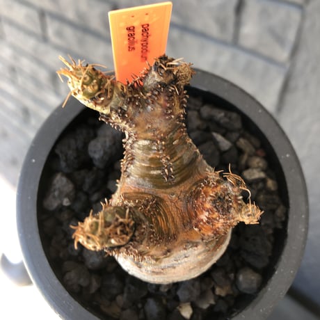 pachypodium gracilius《S size》2色混在カラー肌※現地球発根後店主国内管理1年株※weight低く枝振りも良き赤肌グラキ※mad black pot植え