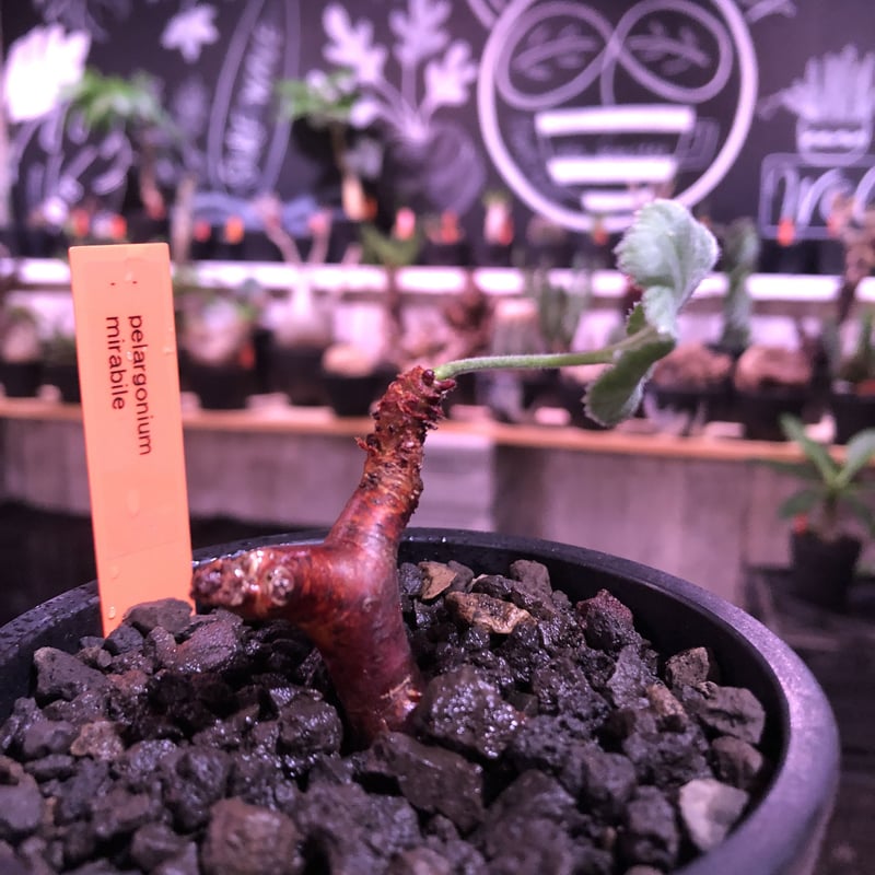 pelargonium mirabile《S size》※現地球発根済株※今後輸入が厳しいミ