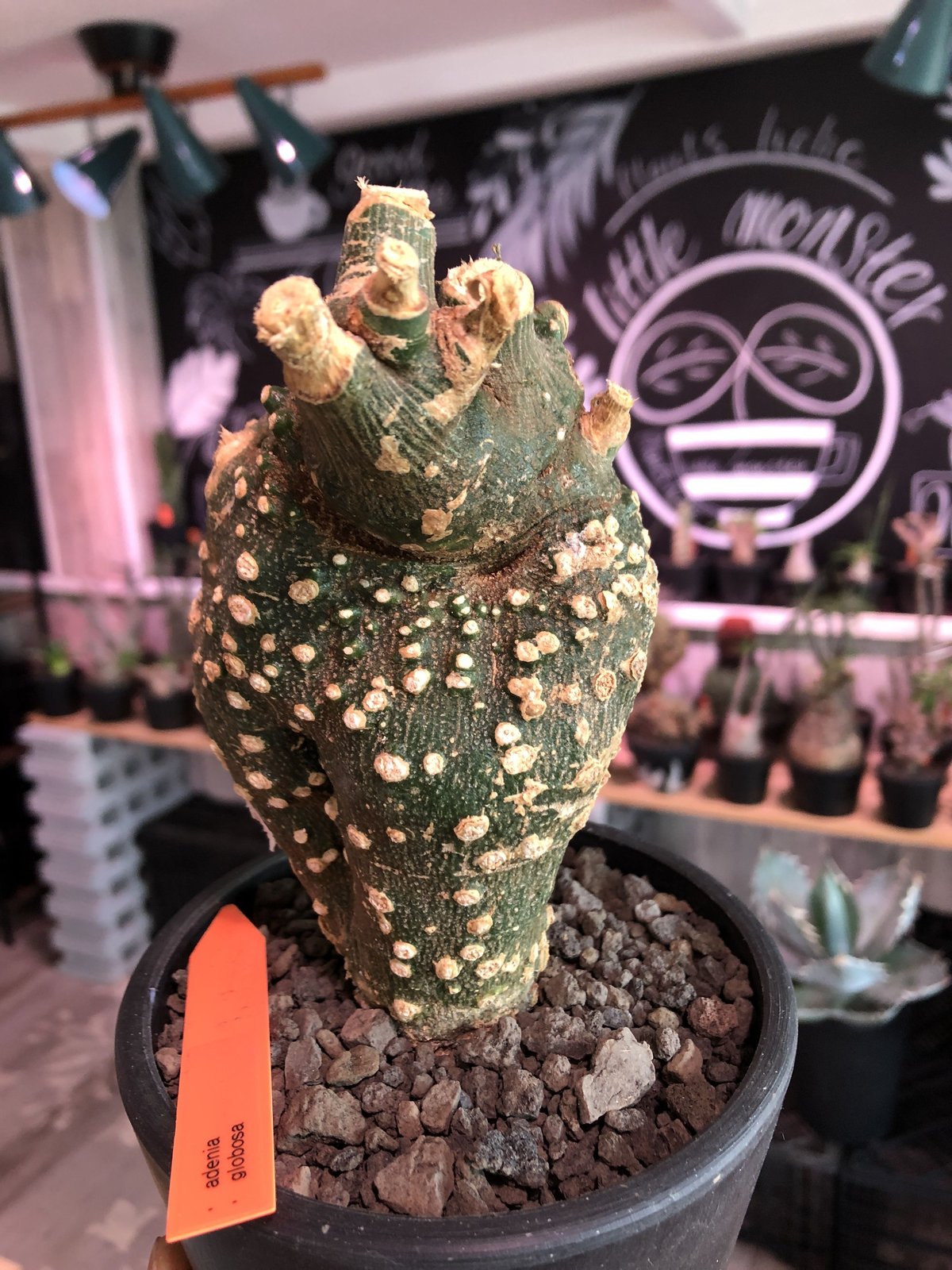 発根済 アデニア グロボーサ Adenia globosa 塊根植物-