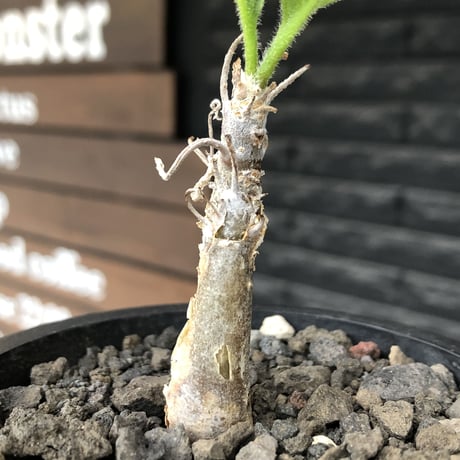 sesamothamnus rivae《大きめS size》※現地球株発根済※小振り現地球株は逆に珍しく小さくても味深さ強き表皮のメクれが堪らない一株※mad black pot植え