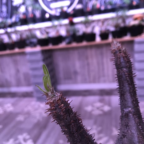 packypodium  gracilius《大きめM size》※現地球発根済み株‼︎  （限定1株）※ぼてっと存在感抜群のトトログラキ※mad black pot植え