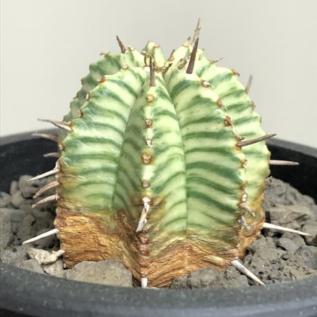 euphorbia  meloformis 錦《M size 》※現地球株発根済※小振り過ぎない良きサイズ感の綺麗な一株※mad black pot植え