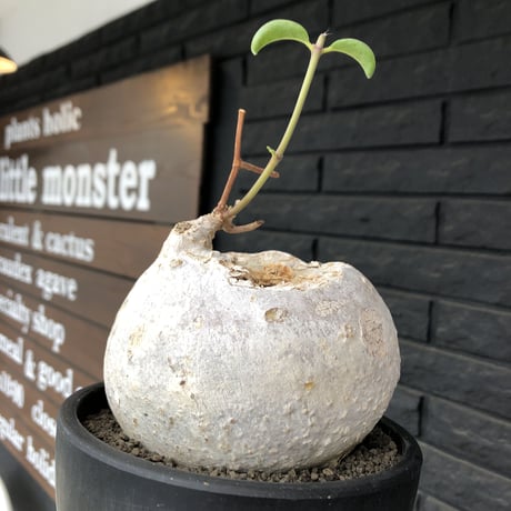 raphionacme procumbens《L size》激希少種‼︎極白球大株※現地球発根後店主国内管理5年株※希少性激高‼︎まん丸球体&極白肌&エグれが堪らない※black bowl pot植え