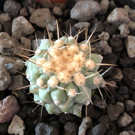 copiapoa  cinerea  var.columna-alba 孤竜丸《S size》※現地球株カキ仔自根株※カキ仔の為、良きDNAを引き継いだ孤竜丸‼︎※mad black pot植え
