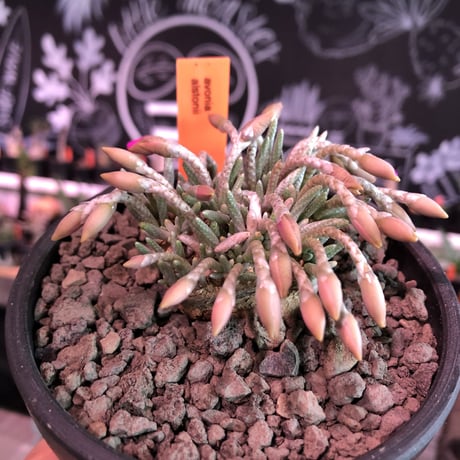 avonia   alstoni 《L L   size》※特化した大きな塊根を持つアルストニー希少大株No.①※ mad black bowl pot植え