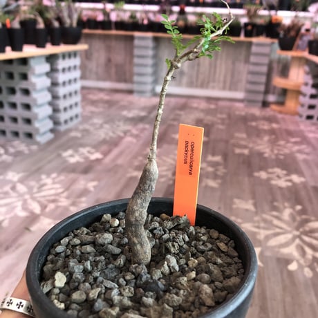 opercullicarya   packypus  littmon  seed🌱 《4年半株》※mad black  bowl  pot植え （限定5株）