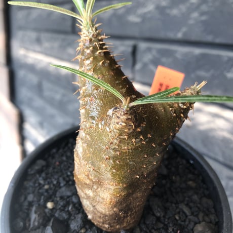 pachypodium gracilius《S size》※希少‼︎green肌&赤棘株※現地球発根後店主国内管理2年株※くっきりしたカラーに赤棘を持つ一株※mad black pot植え