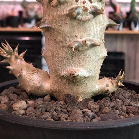pachypodium  baronii《小さめL size》※激希少‼︎現地球発根済株※現地らしい荒いstuds棘に肌質‼︎確定枝を持ちweight低めな良樹形※mad black pot植え
