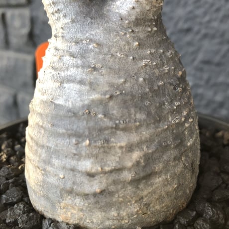 packypodium   gracilius《S size》