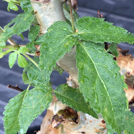 commiphora  africana《L size》※現地球株発根済※美しくbalance良き佇まい※tall pot植え