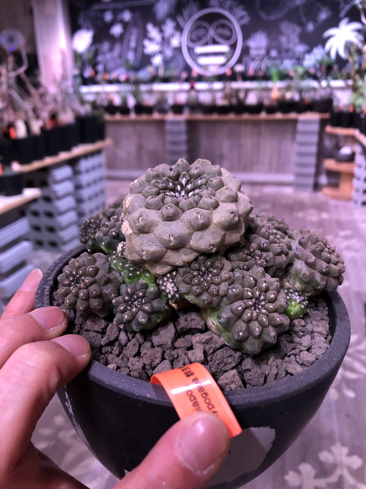 Copiapoa　コピアポア カリザレンシス　黒閃玉　現地球　群生　貴重 Amazon.co.jp: 【種子】Copiapoa Carizalensis◇コピアポア