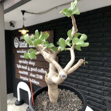 othonna furcata《M size》極白肌&極太幹株※現地球発根後店主国内管理3年株※極美白肌且つ小振りで丁度良きサイズ感※mad black pot植え
