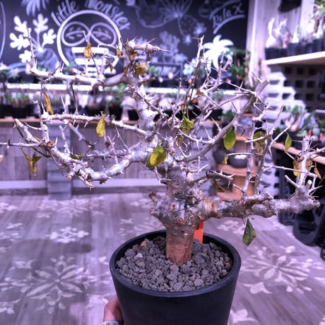 commiphora   simplicifolia《 M  size》発根済み株※silver枝棘がヤバいシンプリキフォリア‼︎※オススメ株‼︎※mad black pot植え※限定2株‼︎
