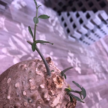 hockea  edulis《L L  size》