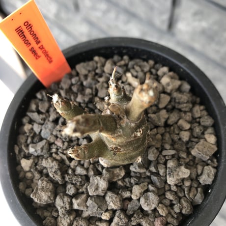 othonna protecta littmon seed🌱《M size》※大切に育て、すくすく育ってくれたぼってり良樹形※mad black pot植え