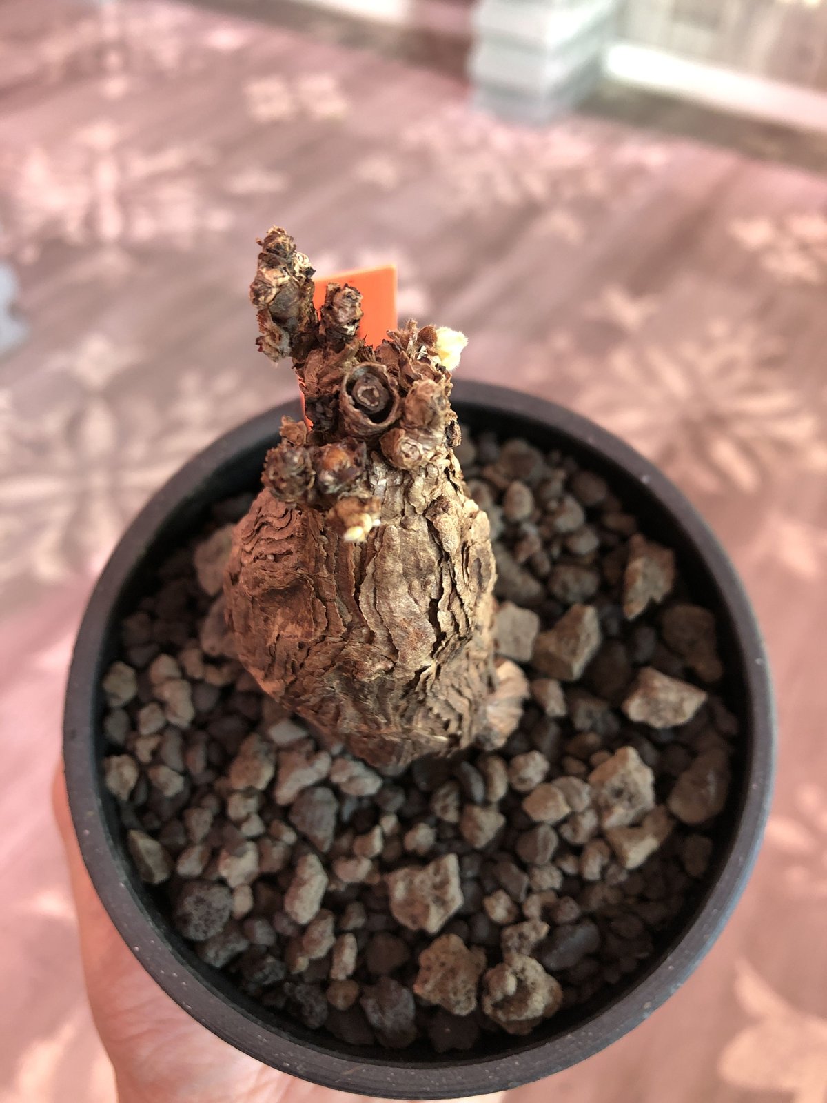 冬型セール中！　ペラルゴニウム　トリステ ペラルゴニウム トリステ 鉢Set | Green Shop MITSUBACHI