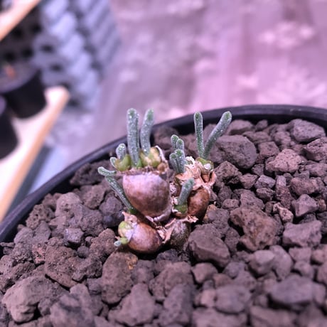 monilaria   pisiformis《SS  size》※現地球発根済株※モニラリア属　（最上位激希少種）※冬型caudex‼︎   ※mad black bowl pot植え
