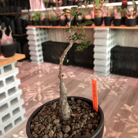 opercullicarya  packypus   littmon  seed🌱 《5年株》幹、パワータンク共にしっかり育ち、balanceも良きパキプス※mad black bowl pot植え