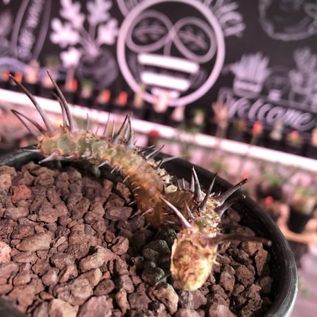 sarcocaulon herrei《M size》※今や希少な南アフリカ物‼︎gapある白く綺麗な大輪を咲かす冬型caudex‼︎丈の締まったwild株※mad  black  bowl pot植え