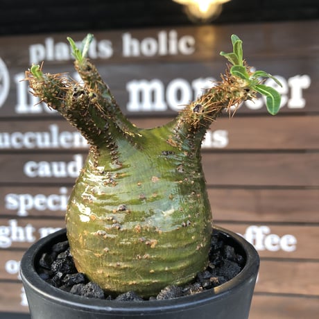 packypodium  gracilius《小さめM size》希少‼︎極green肌※現地球発根済株※店主国内管理4年株※大変ぼってり樹形且つ極green肌株※mad black pot植え