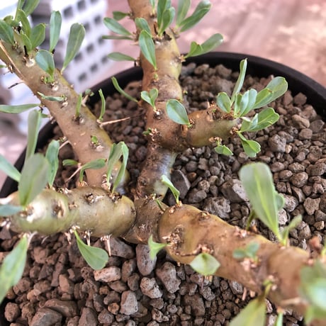 sarcocaulon patersonii《 L size》※今や希少且つ今後輸入厳しい南アフリカ物‼︎gapあるピンク花大輪を咲かす冬型人気者‼︎良枝振り樹形※浅鉢植え