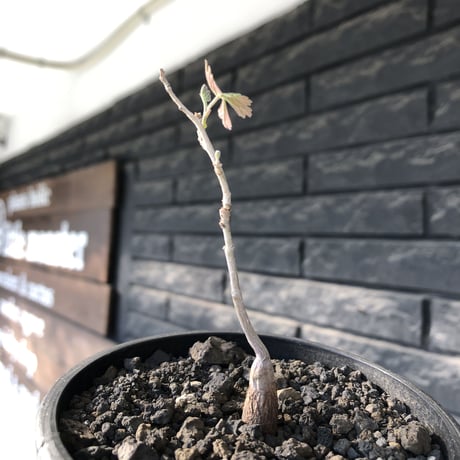 pachycormus discolor 象の木 littmon  seed🌱 《4年株》※成長極遅いなか美しく立派に育ってくれた繊細な一株※mad black bowl pot植え