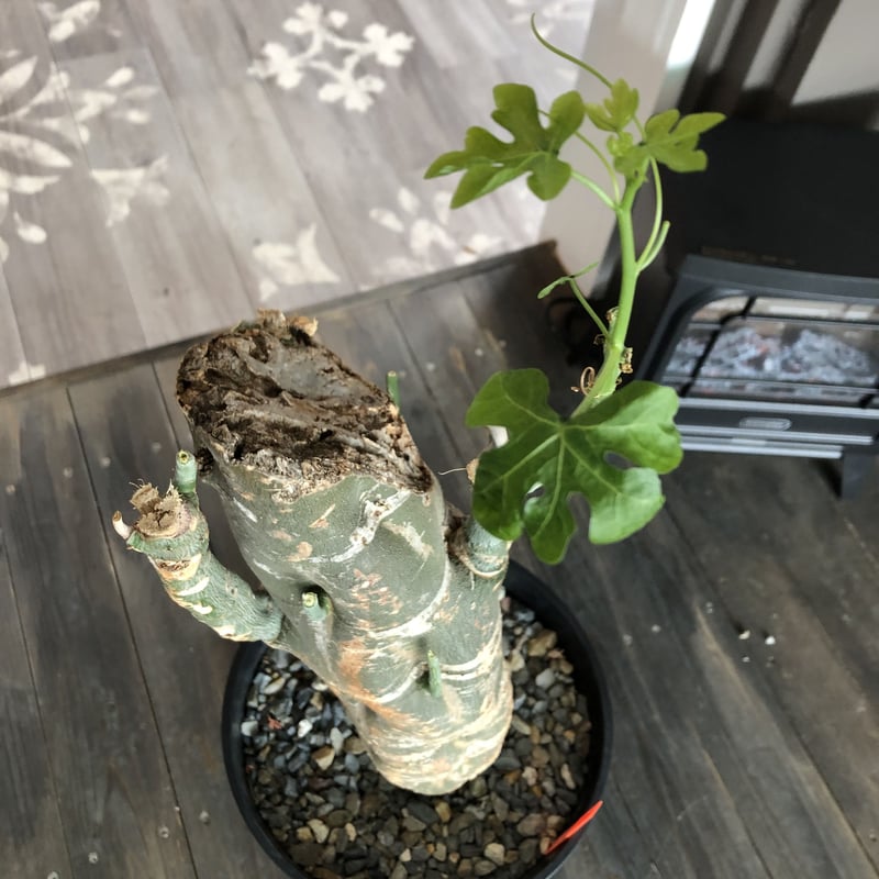 アデニア　ベネナータ アデニア ベネナータ | GREEN LUCK