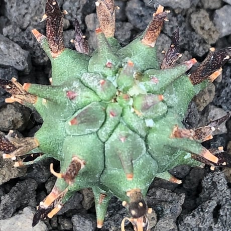 euphorbia schoenlandii《S size》※littmon seed株※小振りながら大株に負けないワイルドさと身体に見合わない太棘を持つ将来有望株※black bowl pot植え