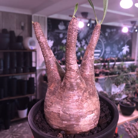 packypodium  gracilius《M  size》※現地球発根済株※霜降り茶肌colorのぼってり樹形‼︎選抜株※mad black pot植え