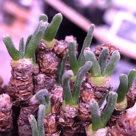 monilaria   pisiformis《S  size》※モニラリア属　最上位種　激希少群生株 ※冬型caudex‼︎   ※mad black bowl pot植え