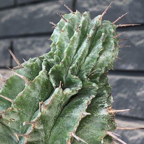 euphorbia horrida《大きめM size》子吹き株※現地球発根後店主国内管理6年株※子吹きも多くワイルドな木質化した出立ち※mad black pot植え