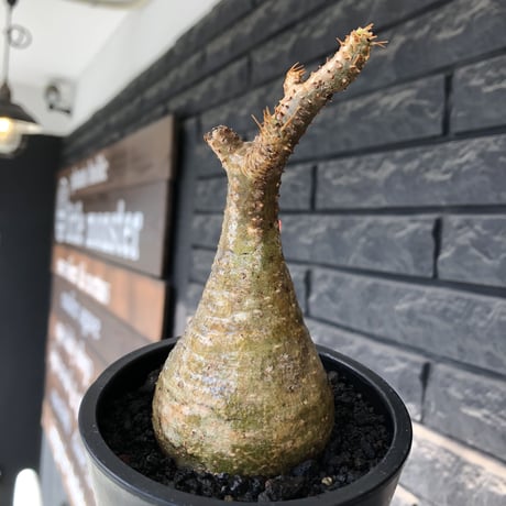 pachypodium gracilius《大きめS size》僅かにgreen肌&球体樹形※現地球発根後店主国内管理2年株※1頭枝のため少し縦に長めながら球体良樹形※mad black pot植え