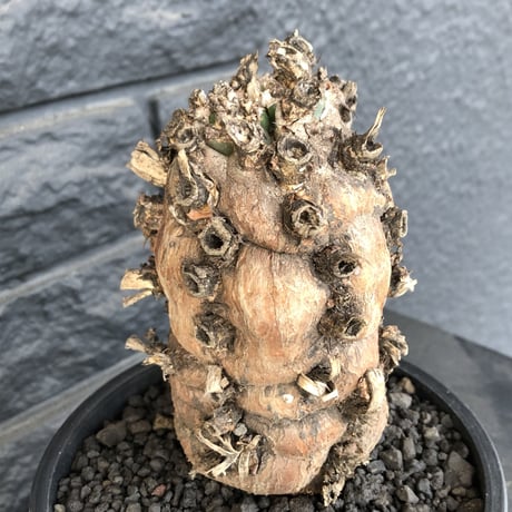 euphorbia   mlanjeana《M size》驚愕株‼️激希少‼︎‼️ ※mad black pot植え  ⚠️店舗用在庫ございます。お問い合わせ下さい。
