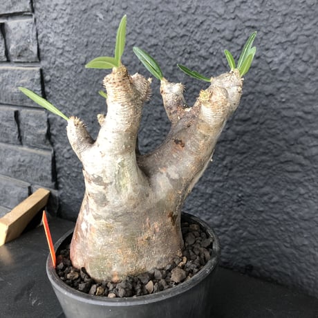 packypodium    inopinatum《L  size》