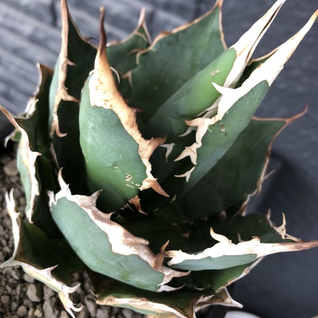 agave  titanota《大きめM size》※現地球発根後店主国内管理1年株※極締まり良き最高樹形な選抜株‼︎※mad black bowl pot植え