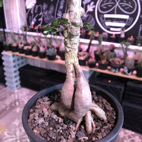 opercullicarya   decaryi  littmon  seed🌱《7年株》※長きに渡り育て管理、幹のボコボコ強きパワータンクもゴツいオススメ株※mad  black  pot植え