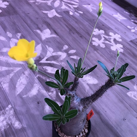 packypodium  gracilius《大きめ M size》※現地球株  発根済み株‼︎  （限定1株）