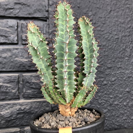 euphorbia  tortirama《L size》※極上株‼︎極太多肉質葉をwildに捻りながら展開‼︎寒さにも強い強靭トルチラマ‼︎花付きも良く激オススメ株※mad black pot植え