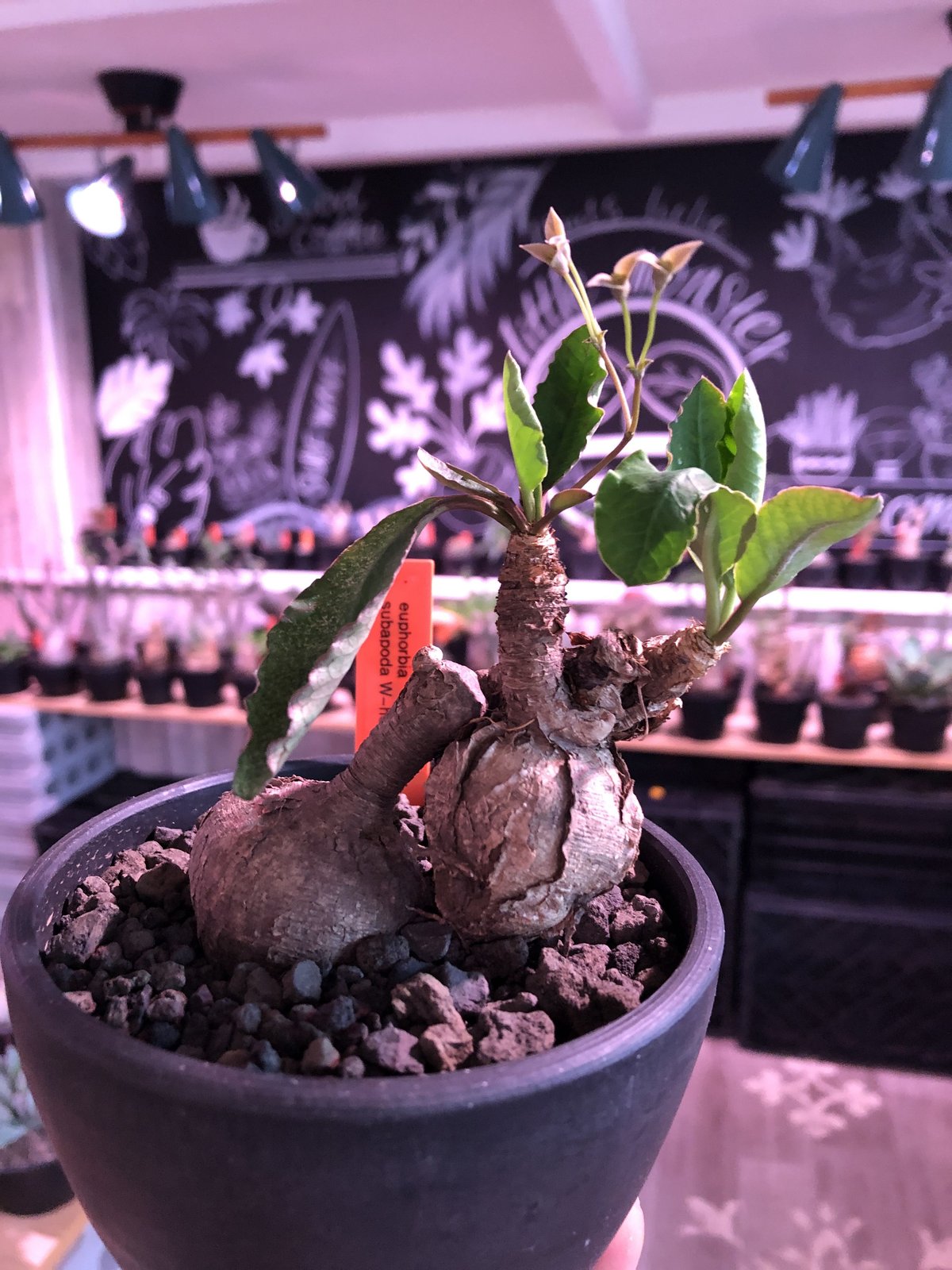 euphorbia subapoda《M size》驚愕希少‼︎W-he'd株※威勢よく展開中