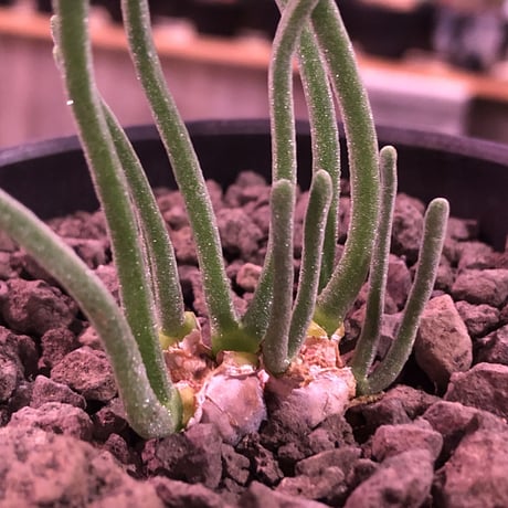 monilaria   pisiformis《SS  size》※現地球発根済株※モニラリア属　（最上位激希少種）※冬型caudex‼︎   ※mad black bowl pot植え