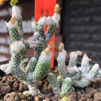 avonia recurvata ssp.buderiana《L size》希少種‼︎※現地球株発根済※肉厚で鱗の様な綺麗模様に白花を咲かせるかわいく枝振り良き一株※black pot植え