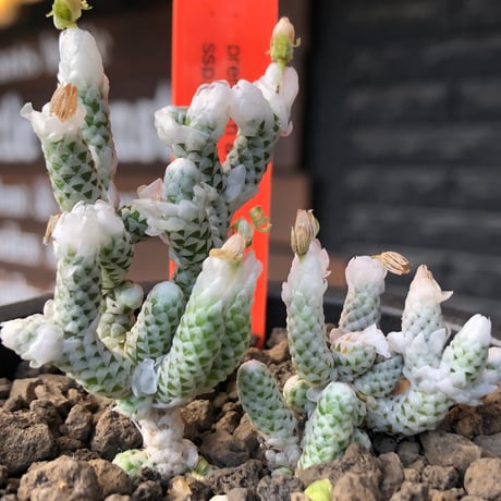 avonia recurvata ssp.buderiana《L size》希少種‼︎※現地球株発根済※肉厚で鱗の様な綺麗模様に白花を咲かせるかわいく枝振り良き一株※black pot植え