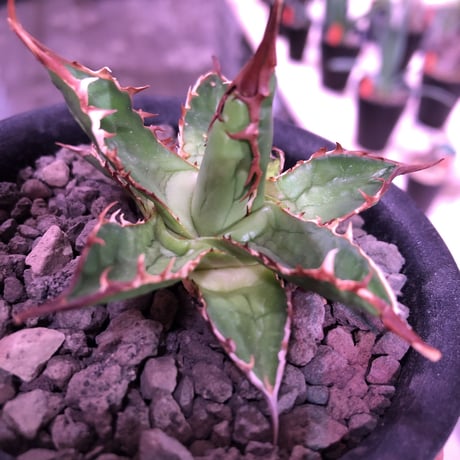 agave    ドワーフィー