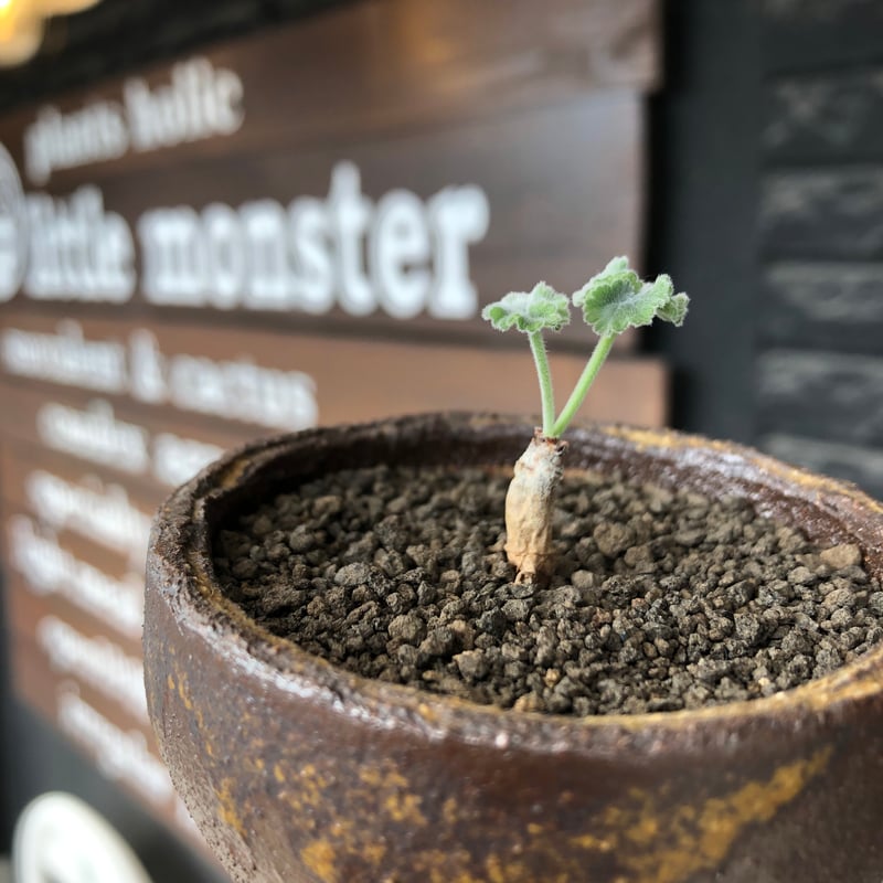 pelargonium mirabile《SS size》※littmon seed株※誰も