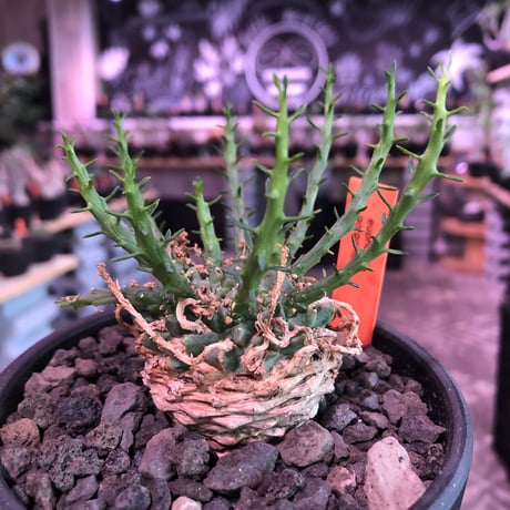 euphorbia gorgonis《M size》※人気🐙タコものユーフォルビア‼︎綺麗な多肉質の葉と塊根部分の木質化が魅力‼︎※mad  black bowl pot植え　※限定2株