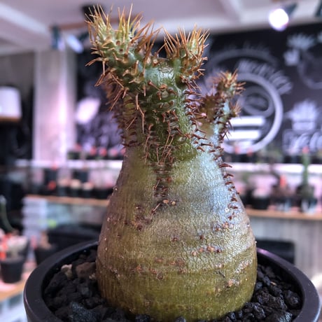 pachypodium  gracilius《小さめM size》※現地球発根済株※店主国内管理3年株※希少green &赤肌のアシンメトリーカラーなwild株‼︎※mad black pot植え