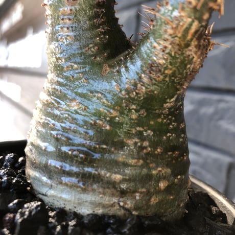 pachypodium gracilius《小さめM size》希少green肌※現地球発根後店主国内管理3年株※激ぼってりトトログラキ樹形が堪らない※mad black bowl pot植え