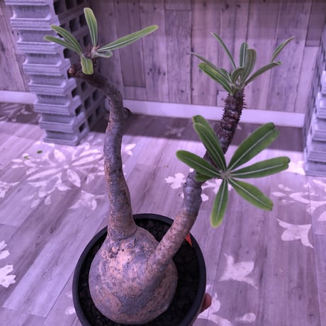 packypodium  gracilius《L size》店主国内管理2年株※現地球発根済株‼︎ ※希少‼︎二頭枝‼︎現地焼け肌が堪らなく可愛い超球体グラキ※mad black bowl pot植え