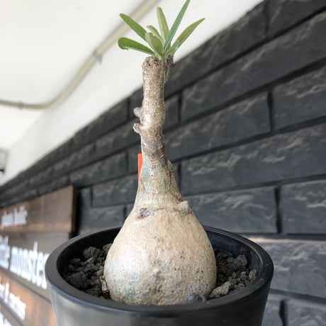 pachypodium gracilius《大きめS size》※現地球発根後店主国内管理3年株※美しい現地焼け肌に球体株元&屈折した捻くれ枝が愛くるしい‼︎※mad black pot植え